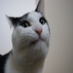 Mister No Name